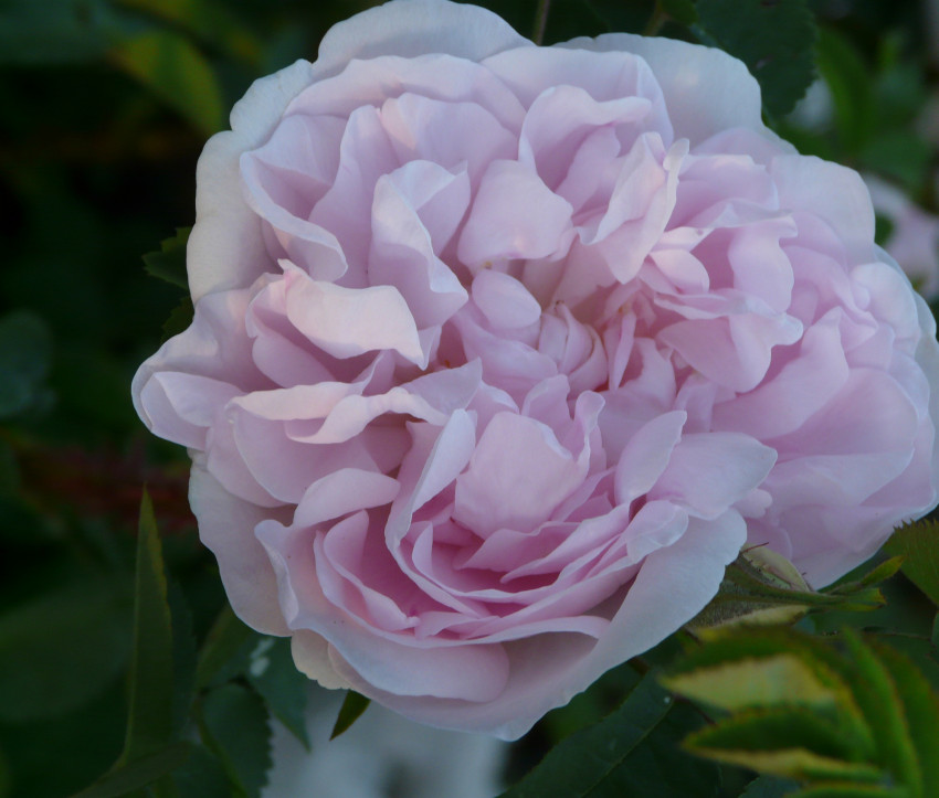 Rosa 'Stanwell Perpetual'