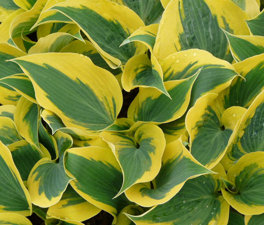 Hosta Hybride ‘Ben Vernooij’ 