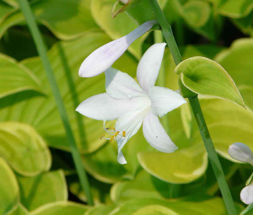 Hosta Hybride 'Fragrant Bouquet'