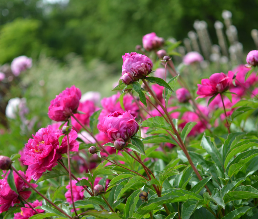 Paeonia lactiflora 'Bunker Hill'