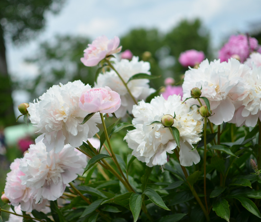 Paeonia lactiflora 'Noemie Demay'