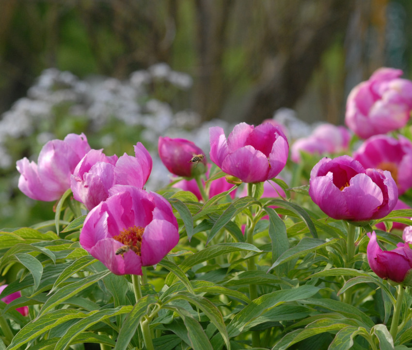 Paeonia officinalis 