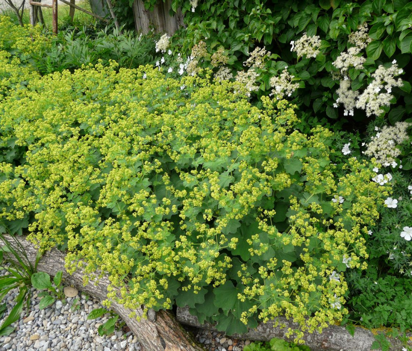 Alchemilla mollis