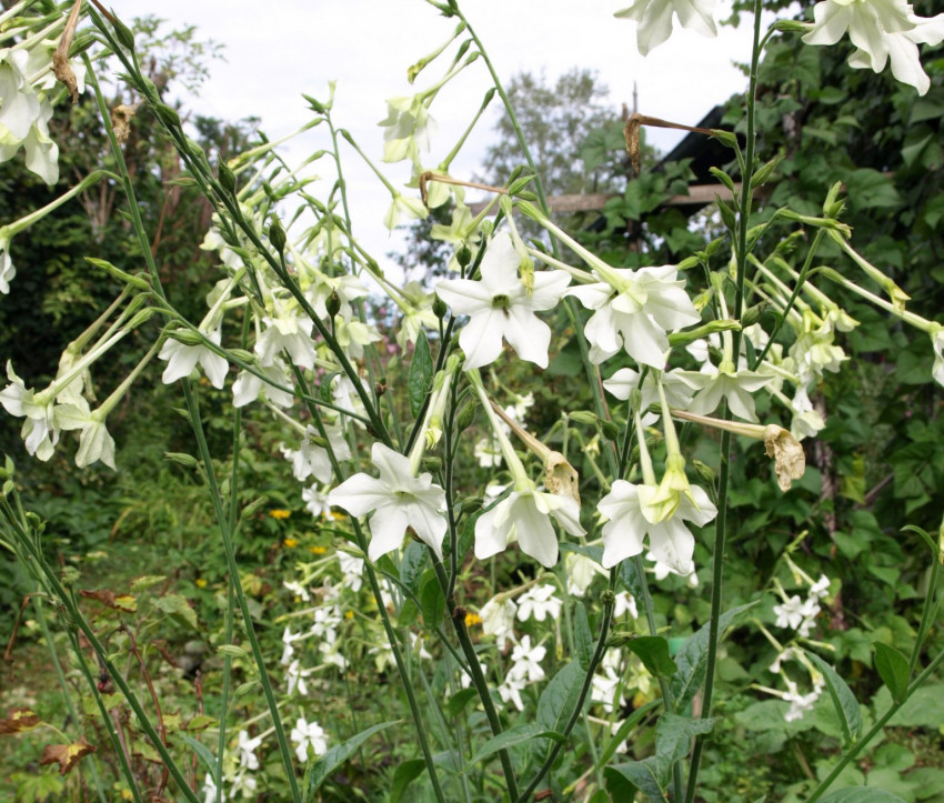 Nicotiana alata