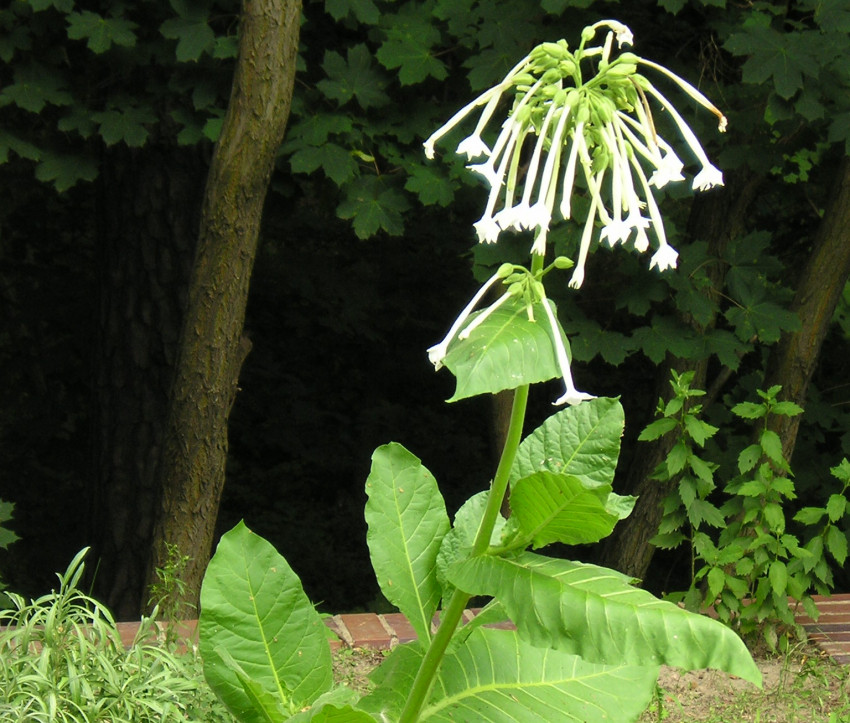 Nicotiana sylvestris