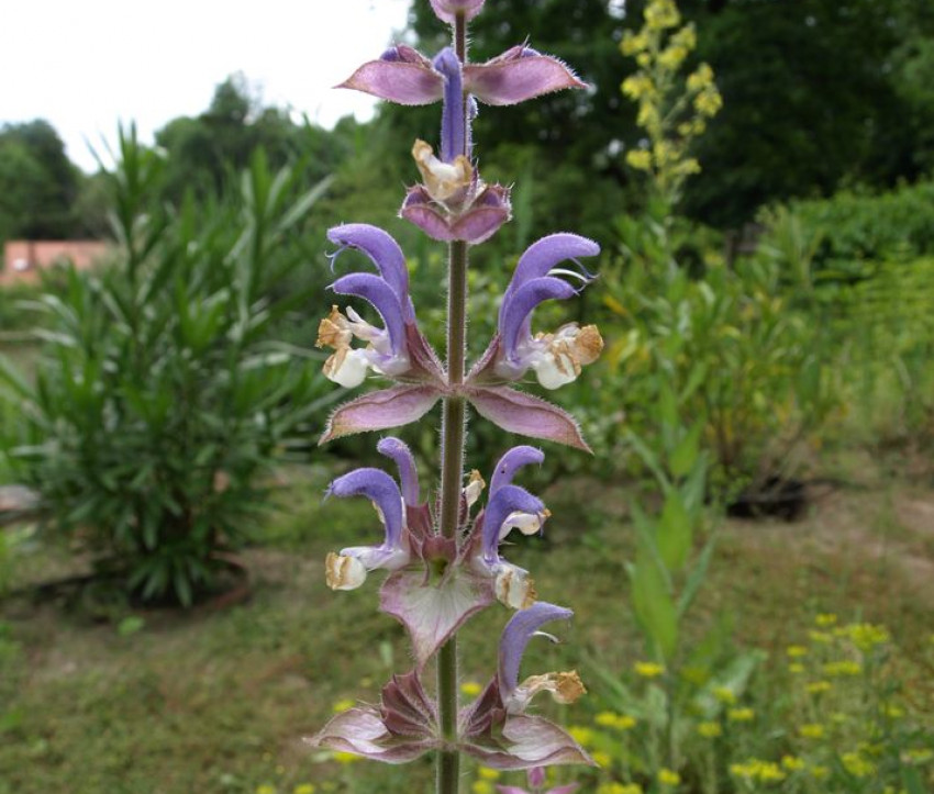 Salvia sclarea