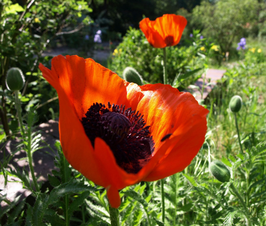 Papaver orientale – Mohn Blüte 