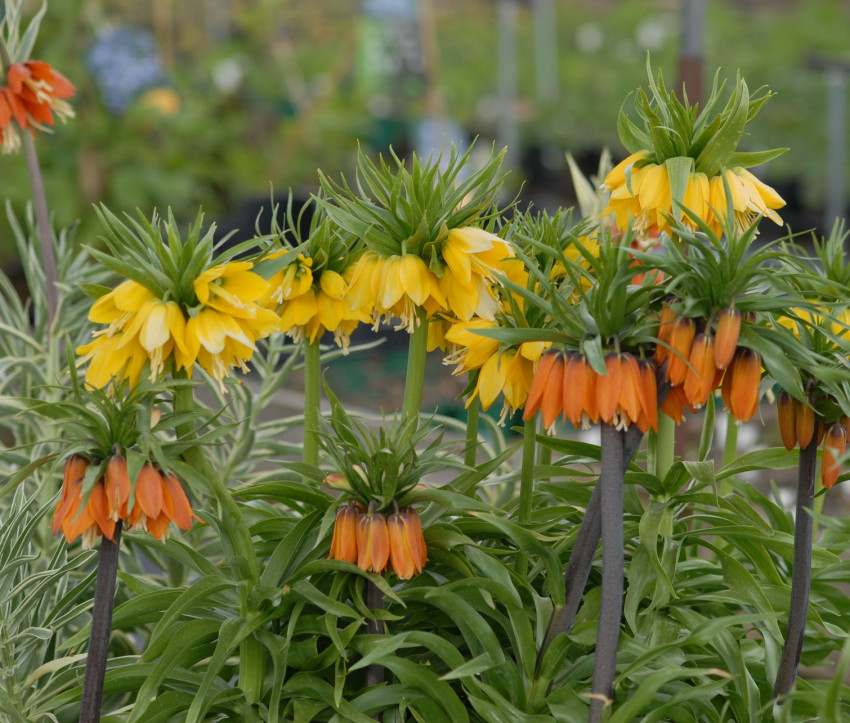 Fritillaria imperialis ‘Garland Star’ & ‘Lutea Maxima’