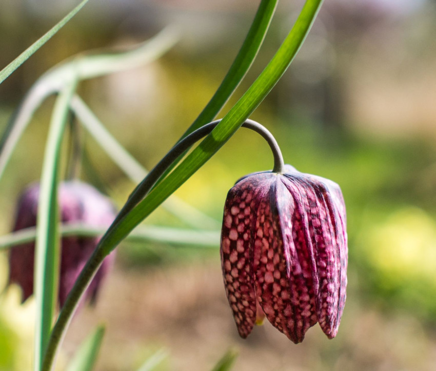 Fritillaria meleagris