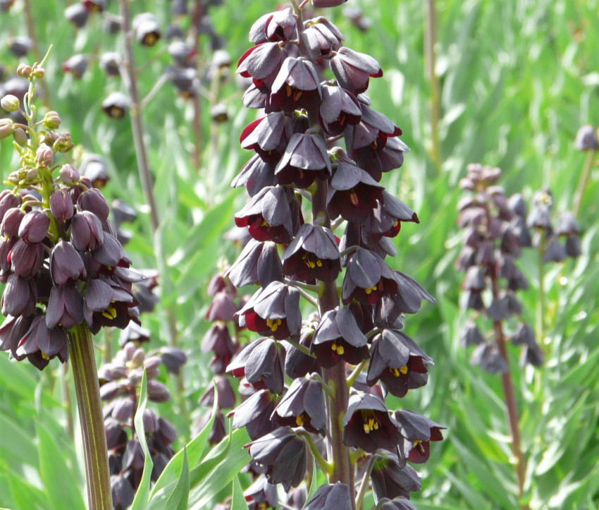 Fritillaria persica