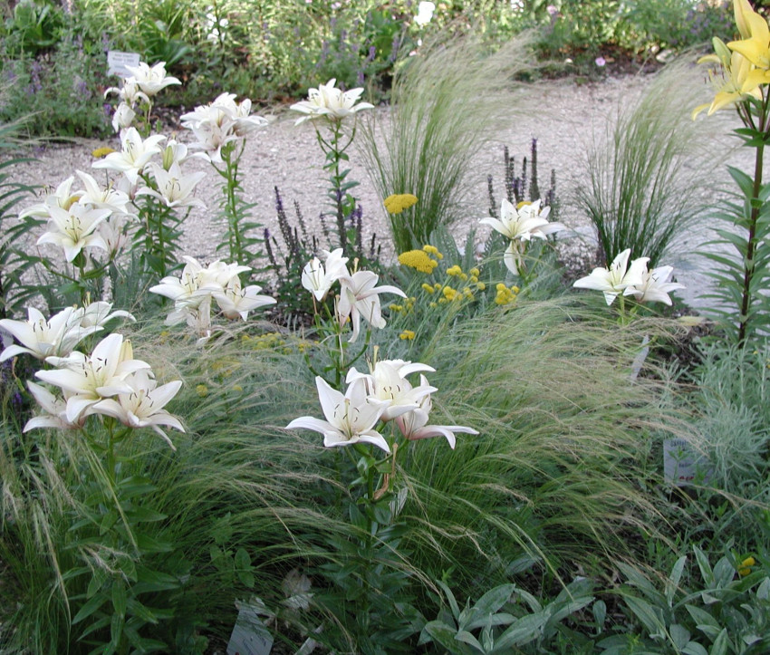 Lilien mit Stipa tennuissima