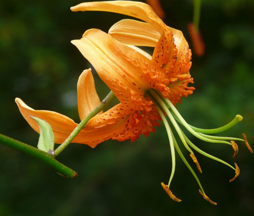 Lilium henryi – Riesen-Türkenbund