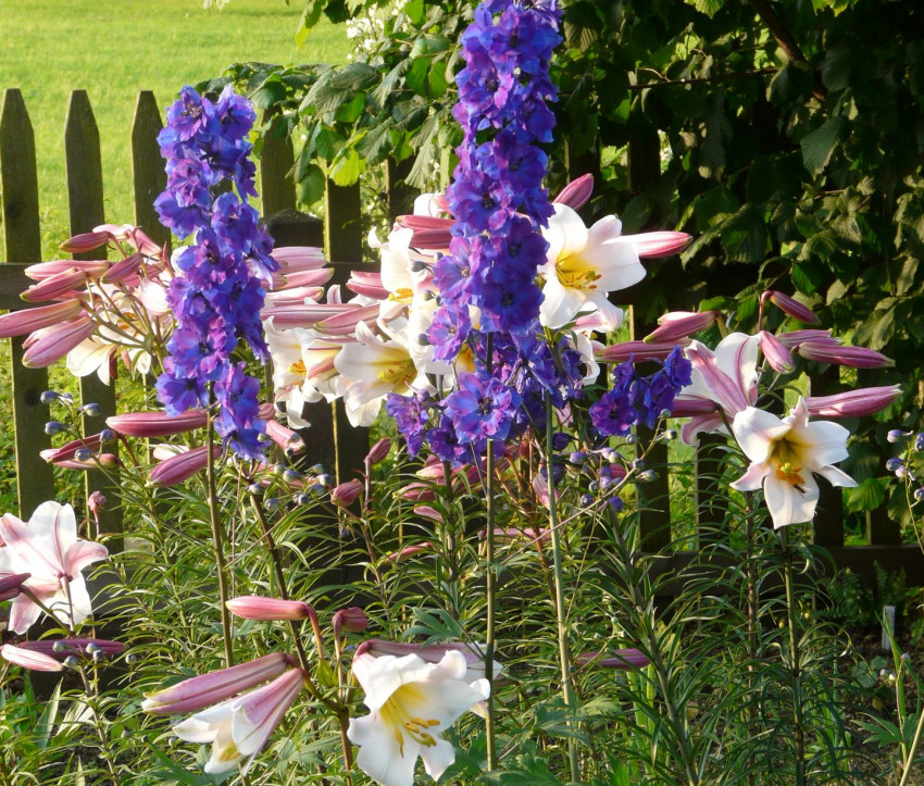 Lilium regale