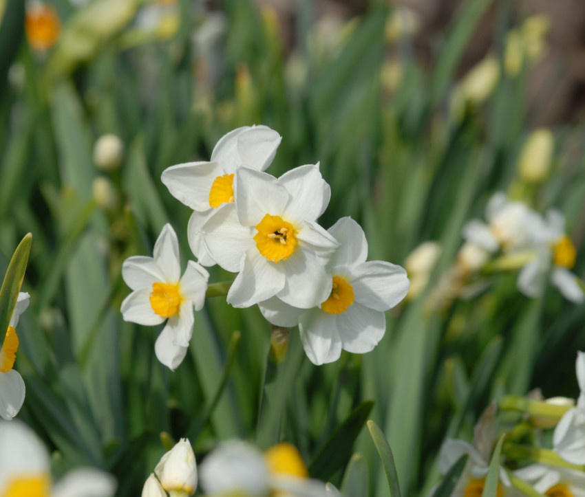 Narcissus ‘Laurens Koster’