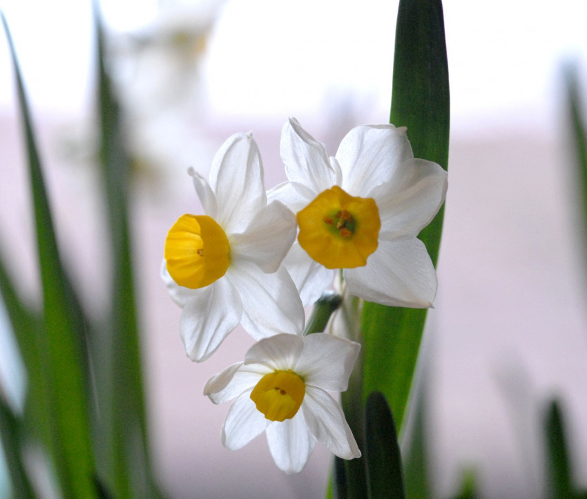 Narcissus ‘Chinese Sacred Lily’