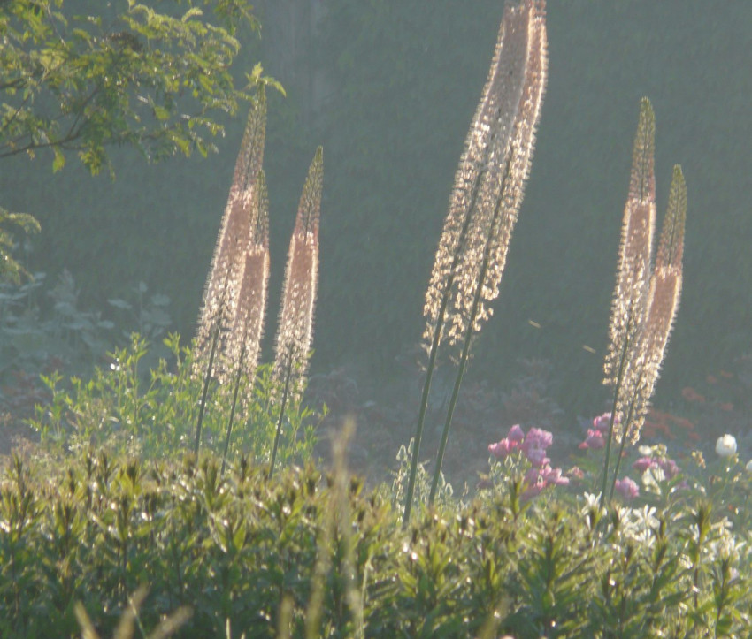 Eremurus Ruiter-Hybride ‘Romance’