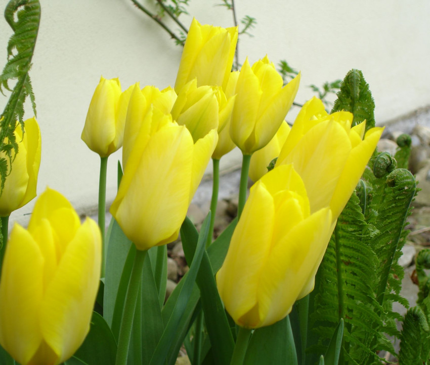 Tulipa fosteriana ‘Yellow Purissima’