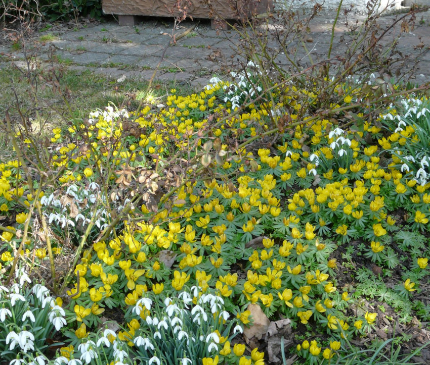 Eranthis hyemalis