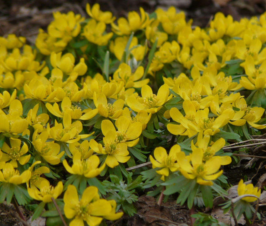 Eranthis hyemalis