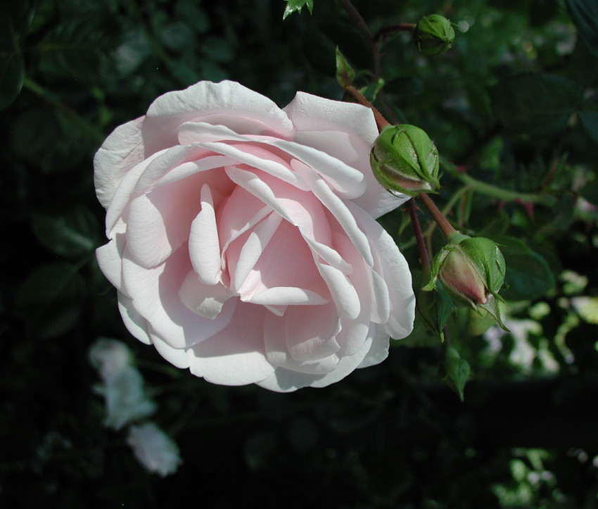 Rosa 'New Dawn' – Kletter-Rose