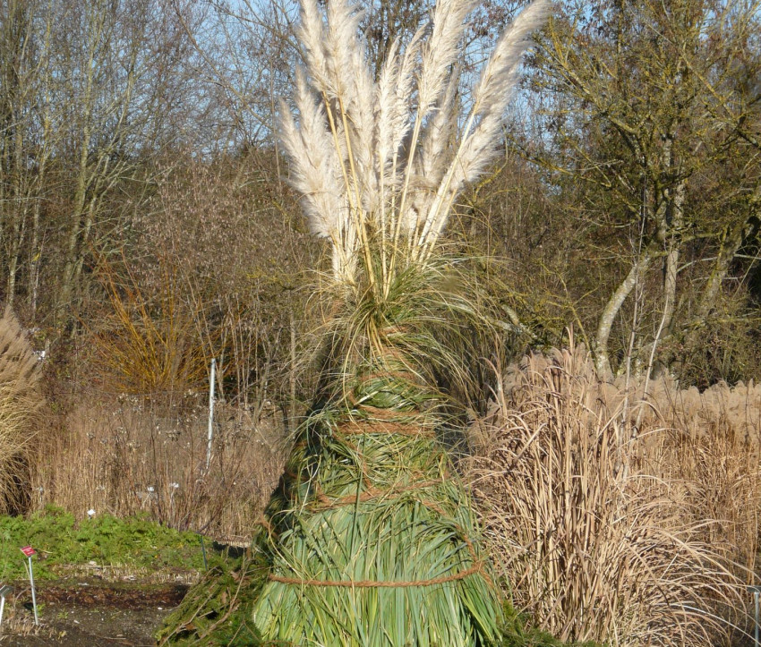 Winterschutz von Cortaderia selloana