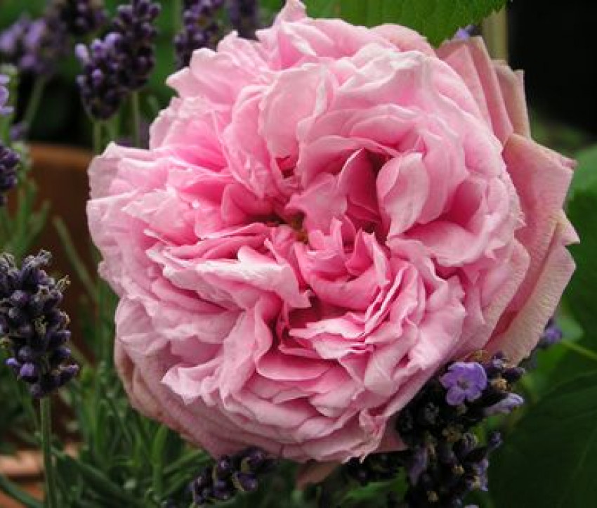 Rosa ‘Comte de Chambord’