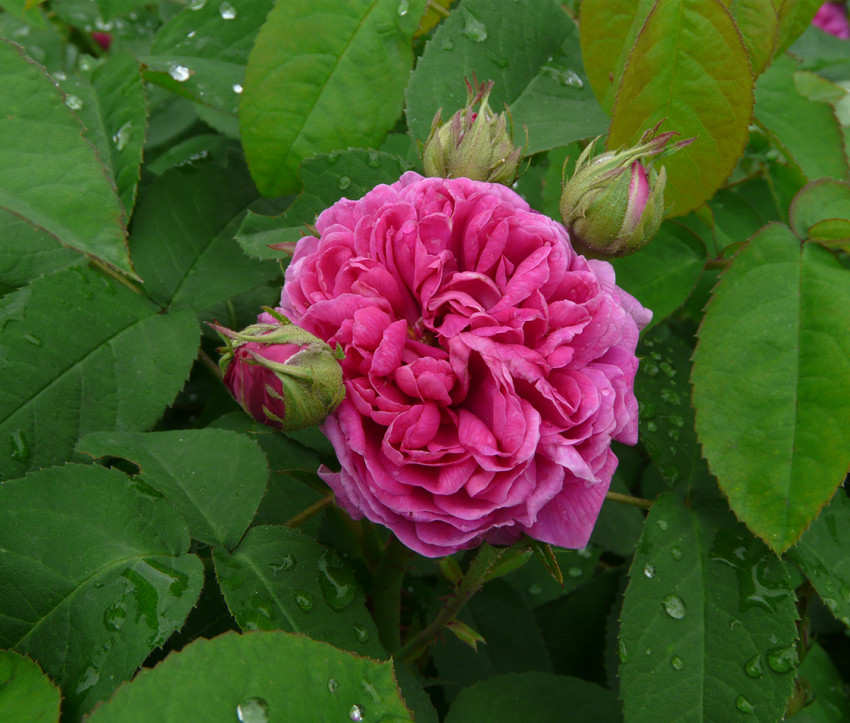 Rosa ‘Rose de Resht’ – Damaszener-Rose