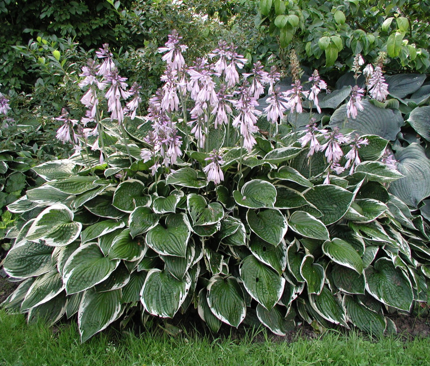 Hosta Hybride ‘Francee’