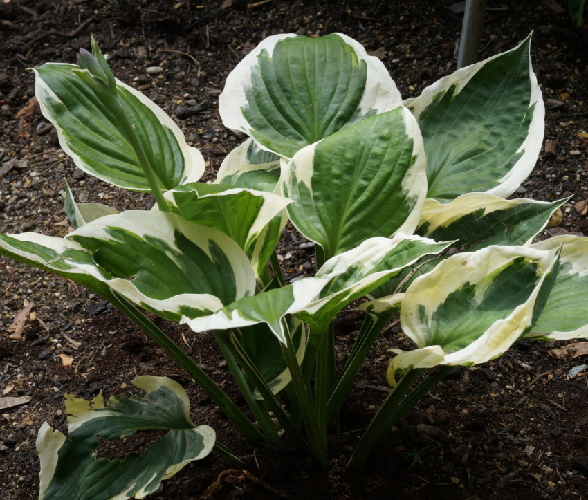 Hosta Hybride 'Patriot'