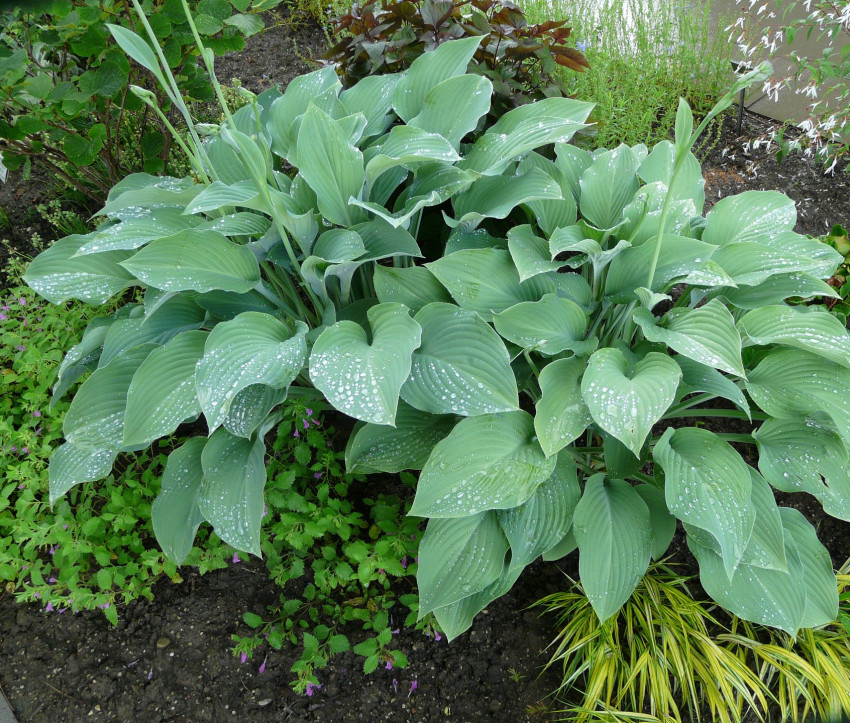 Hosta nigrescens 'Krossa Regal'