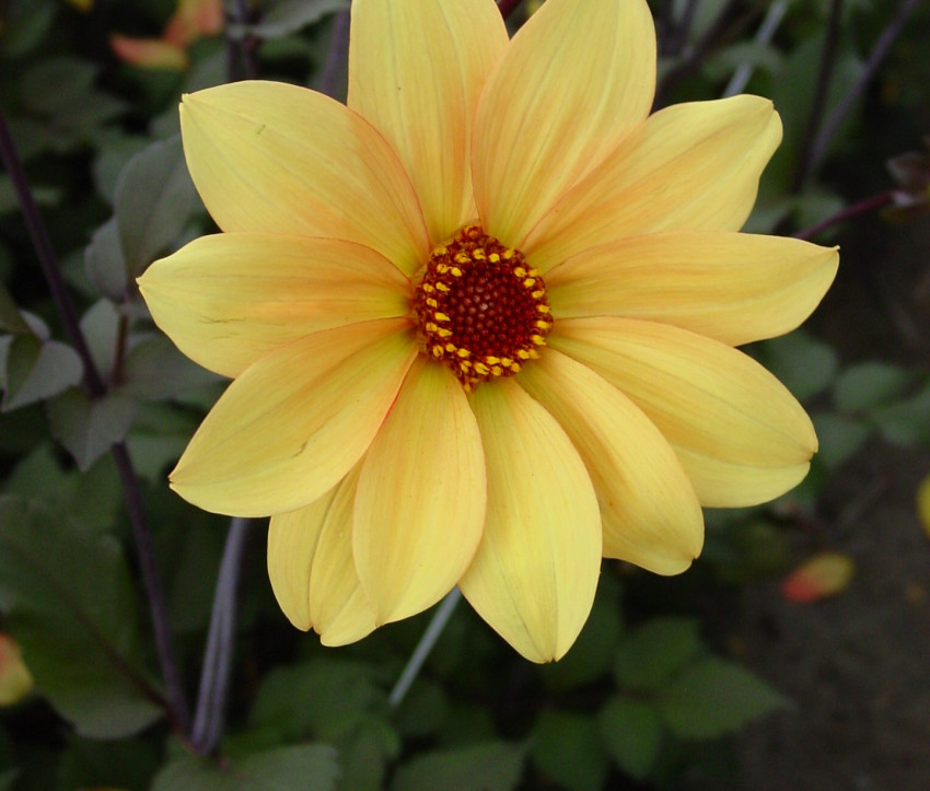 Dahlia 'Bishop of York'