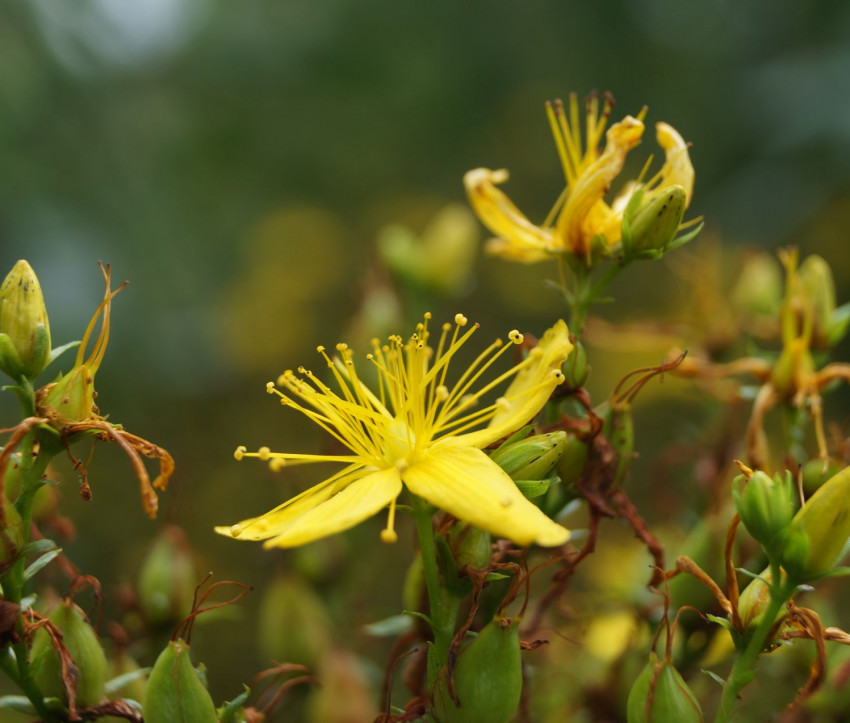 Hypericum perforatum