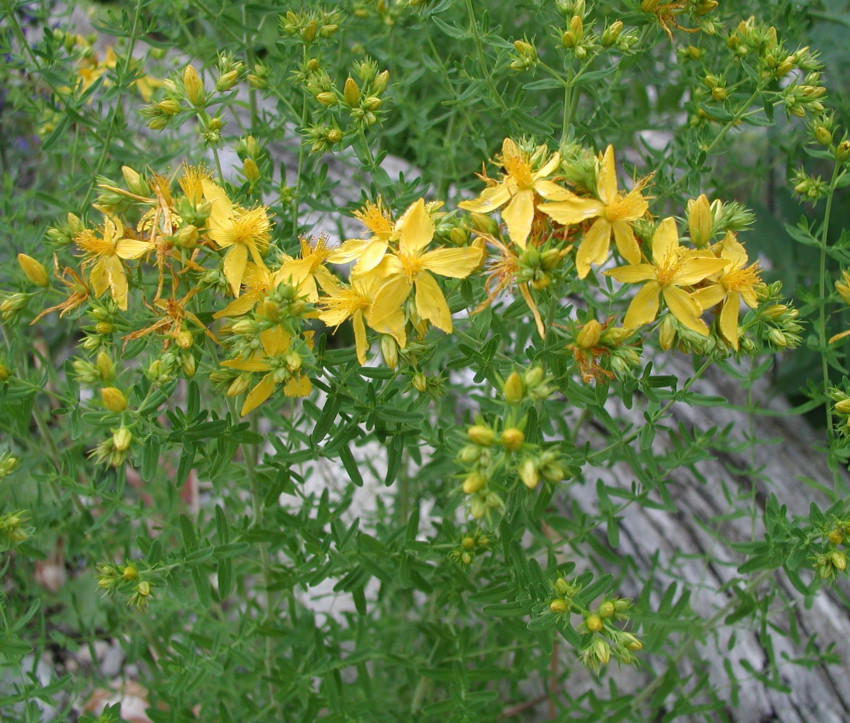 Hypericum perforatum