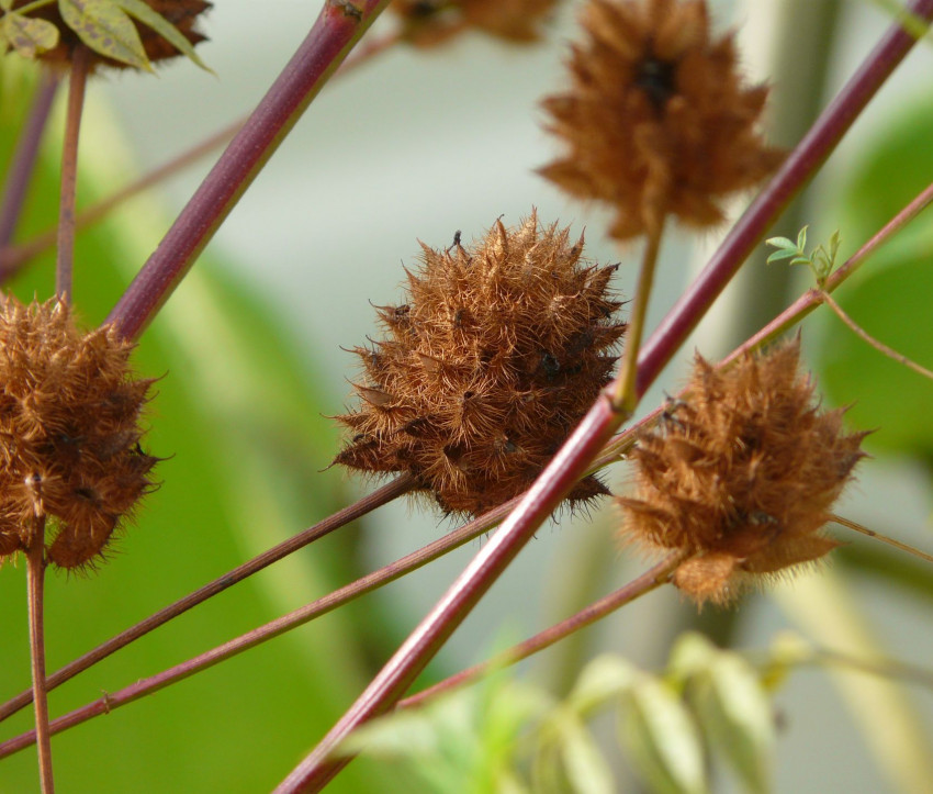 Glycyrrhiza yunnanensis