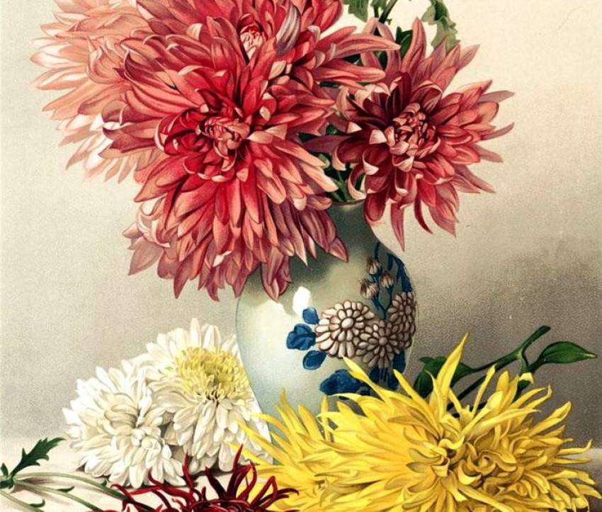 Chrysanthemums