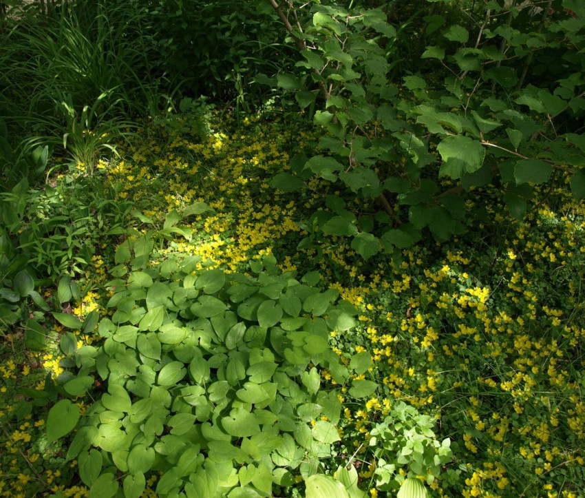 Lysimachia nummularia