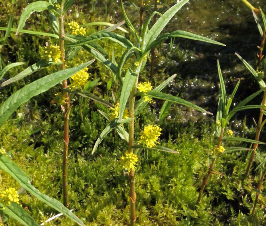 Lysimachia nummularia