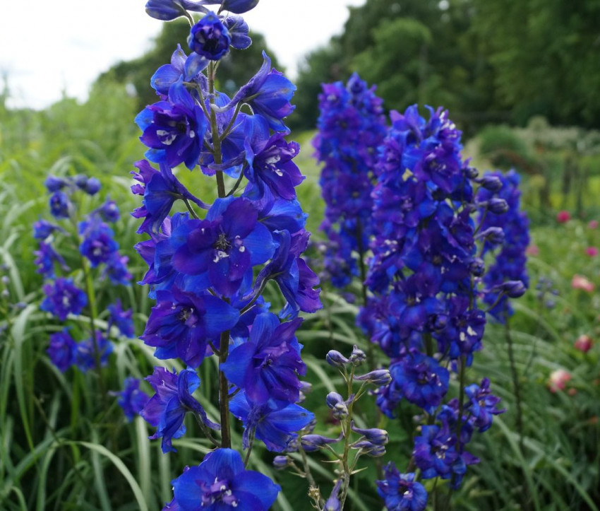 Delphinium Elatum-Hybride ‘Nachtwache’