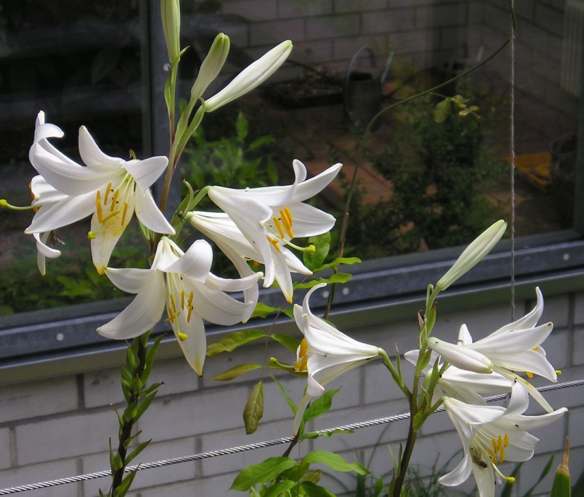 Lilium candidum