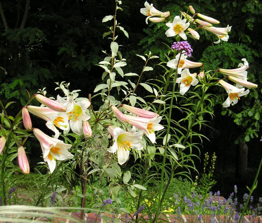 Lilium regale