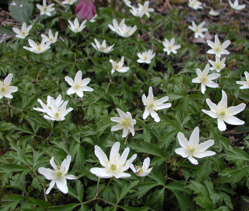 Anemone nemorosa