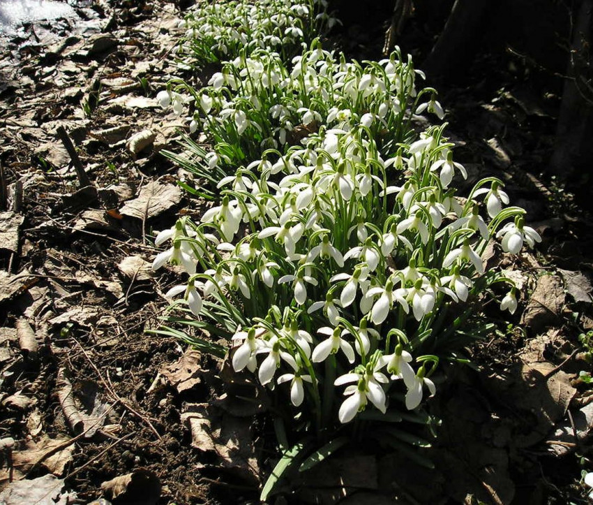 Galanthus nivalis