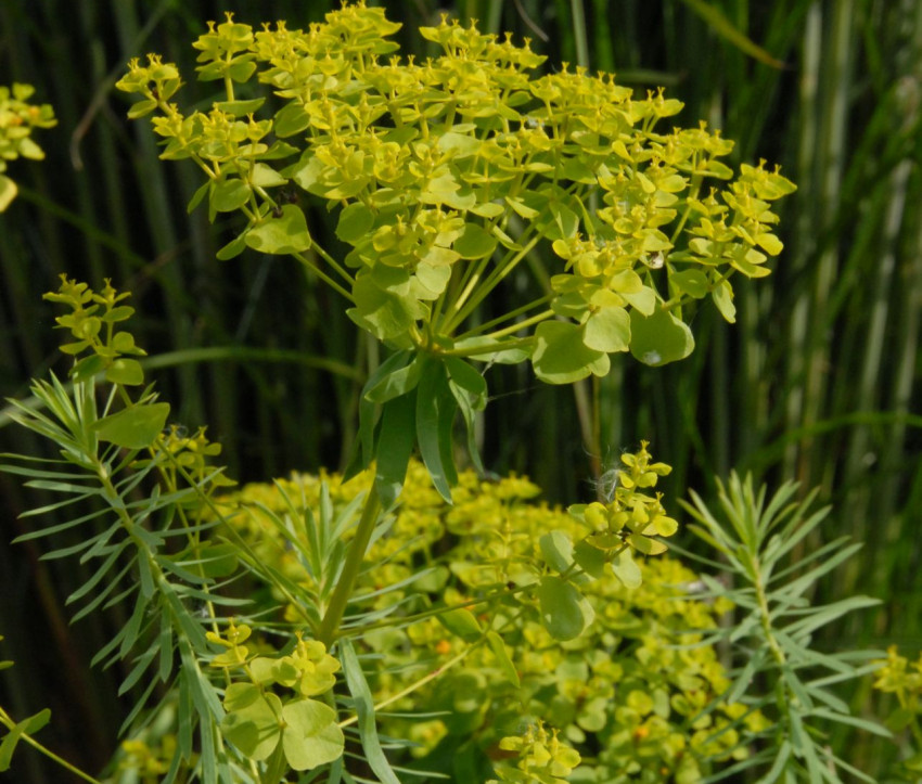 Euphorbia seguieriana ssp. niciciana