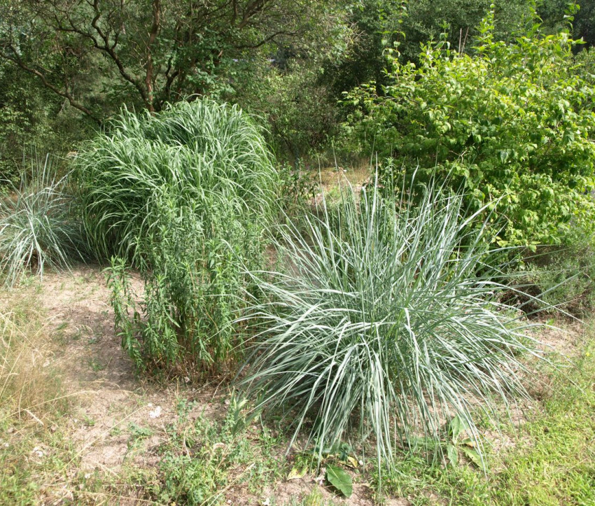 Ammophila breviligulata