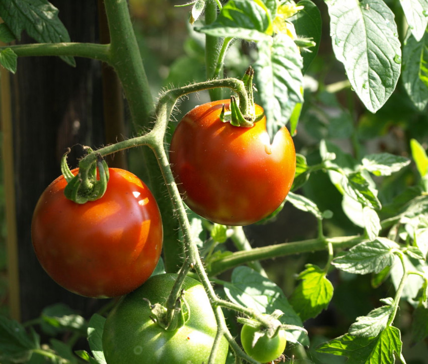 Tomaten