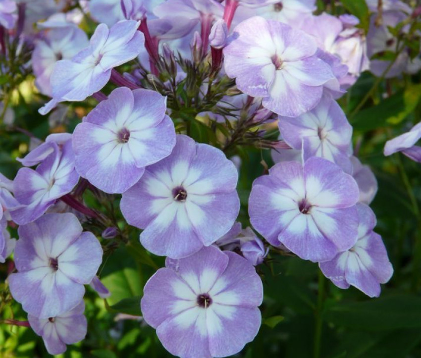 Unbekannter Phlox