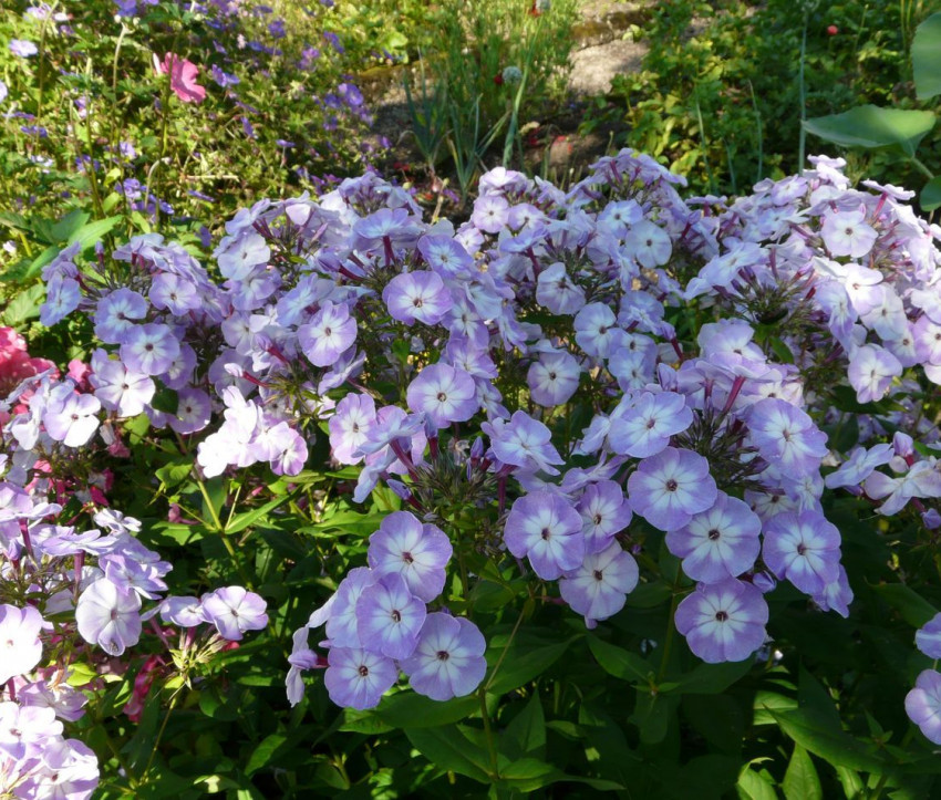 Unbekannter Phlox