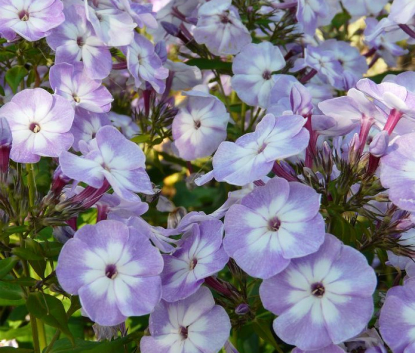 Unbekannter Phlox