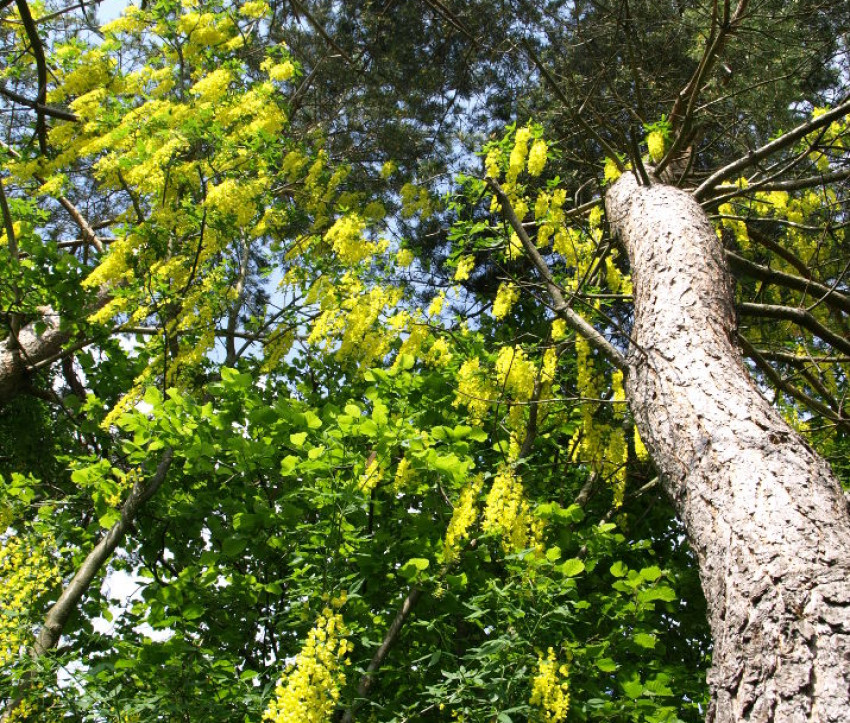 Laburnum x watereri 'Vossii'