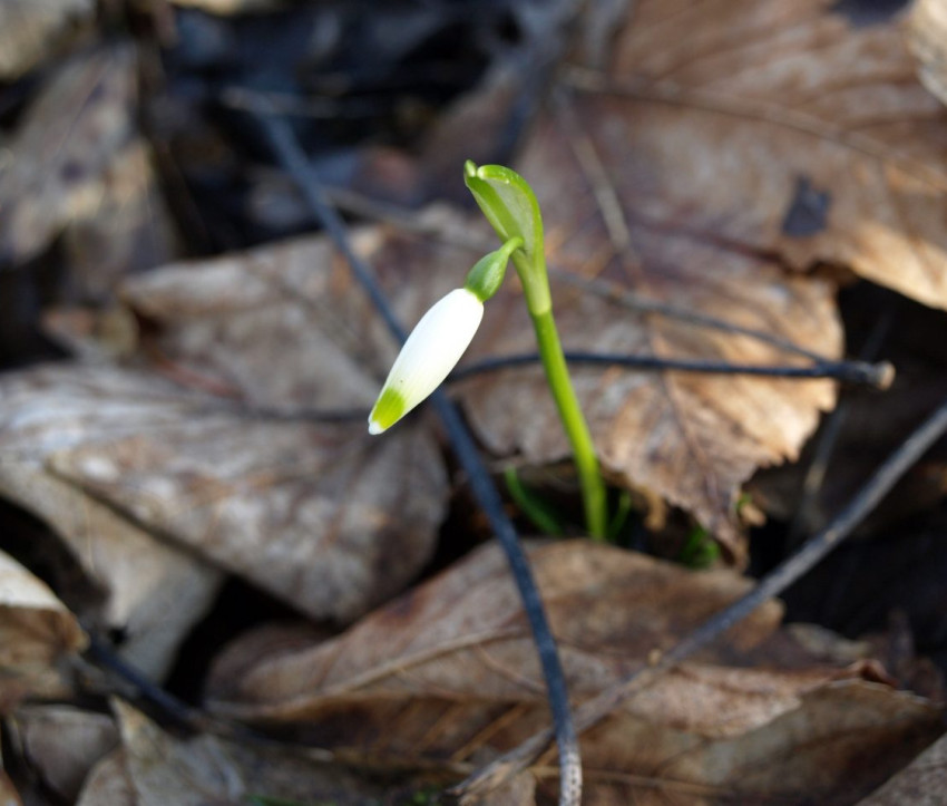 Die ersten Knospen von Leucojum vernum